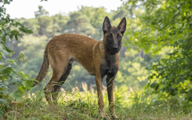 Oris młodzieniaszek